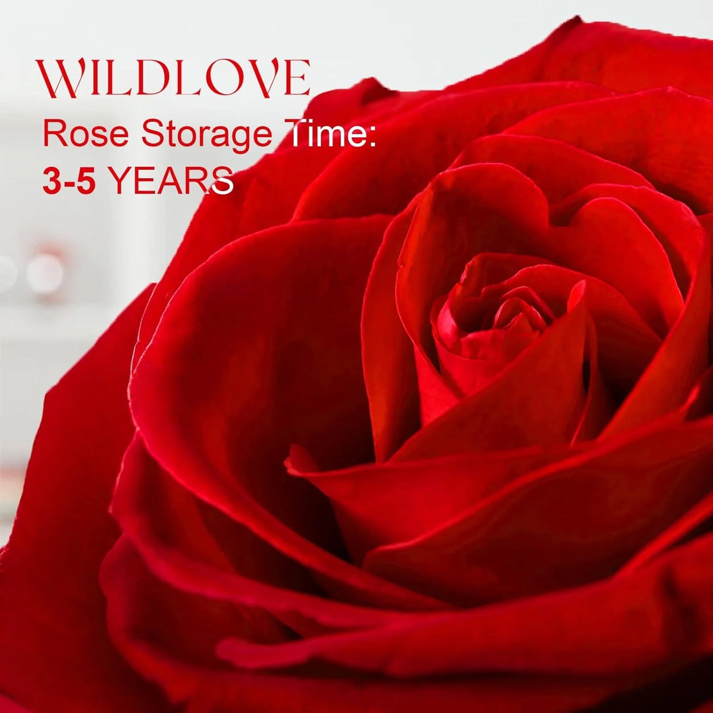 Preserved Real Rose with "I Love You" Necklace - Thoughtful Gift for Her
